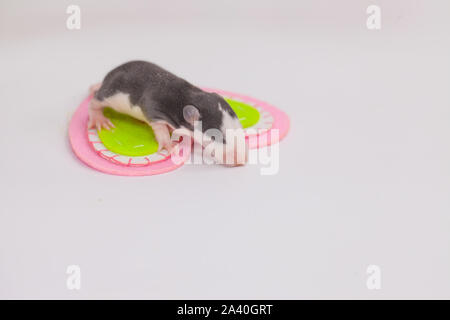 Le Concept De Tendresse Le Rat Se Situe Sur La Plume Petite Souris Dort Sur La Plume De L Oiseau Rongeurs Nouveau Ne Libre Photo Stock Alamy