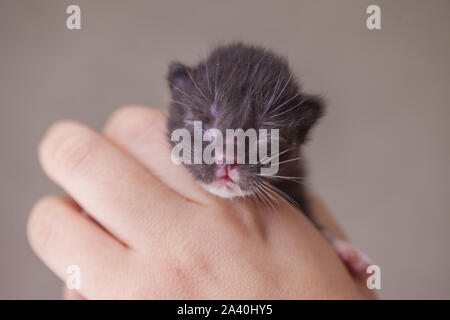 Close-up d'un nouveau-né chaton aveugle. Le chat dort dans les bras d'un homme. Animaux domestiques. Banque D'Images