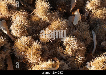 Close up de l'automne de la composition de la châtaigne et hedgehog sur parole, la texture de fond. Banque D'Images