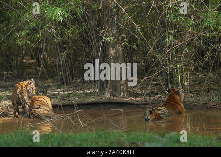 Maya Tigresse et matkasur tigre mâle père avec oursons de ralentissement en forêt de mousson, Tadoba, Inde. Banque D'Images