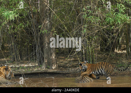 Maya Tigresse et matkasur tigre mâle père avec oursons de ralentissement en forêt de mousson, Tadoba, Inde. Banque D'Images