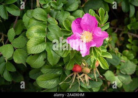 Rosa rugosa fleur. Rose rose sur piscine Banque D'Images