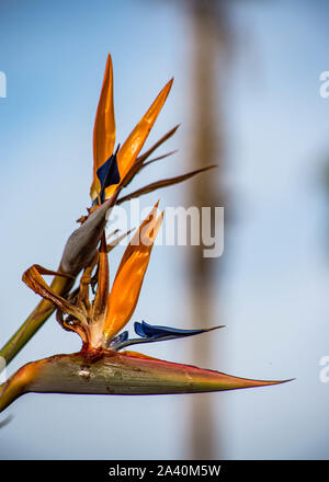 Les Oiseaux du Paradis de plantes tropicales Banque D'Images