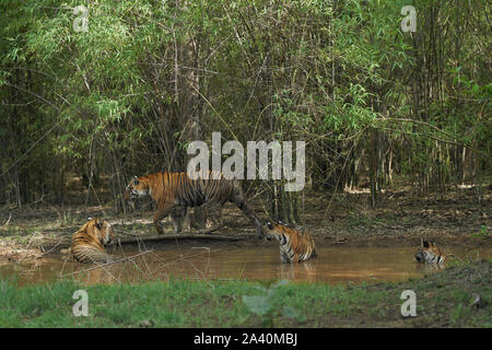 Maya Tigresse Prowling et matkasur avec petits tigre mâle de ralentissement en forêt de mousson, Tadoba, Inde Banque D'Images