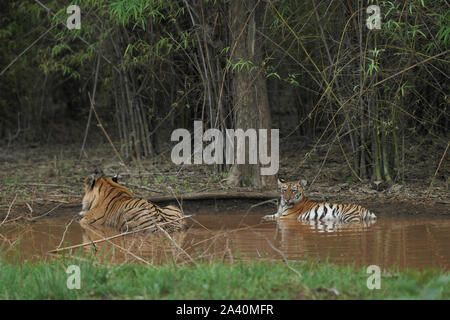 Matkasur tigre mâle de son cub dans la mousson, Tadoba forêt, Inde. Banque D'Images