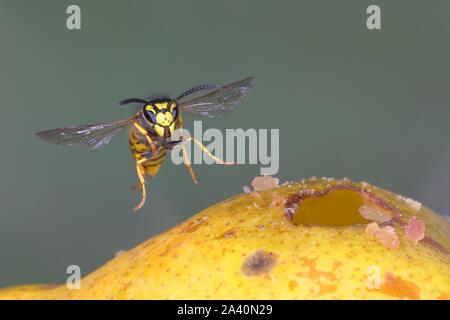 Guêpe Vespula germanica (allemand) vole sur une poire, Allemagne Banque D'Images