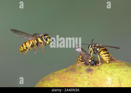 Les guêpes Vespula germanica (allemand) manger une poire, Allemagne Banque D'Images