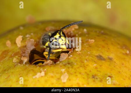 Guêpe Vespula germanica (allemand) dans un trou d'une poire, de manger, de l'Allemagne Banque D'Images