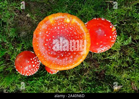 Fly agarics (Amanita muscaria), Supervision, Aukrug parc nature Park, Schleswig-Holstein, Allemagne Banque D'Images