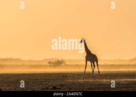 Angolais une Girafe (Giraffa camelopardalis angolensis) s'exécute dans la lumière du soir dans la savane poussiéreuse, Parc National de Nxai Pan, Ngamiland, Botswana Banque D'Images