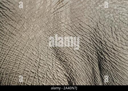 L'éléphant africain (Loxodonta africana), peau d'éléphant, détail, Ngamiland, Botswana Banque D'Images