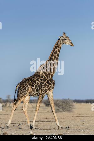 Communauté Girafe (Giraffa camelopardalis angolensis), blessés, fonctionnant en savane sèche, le Parc National de Nxai Pan, Ngamiland, Botswana Banque D'Images