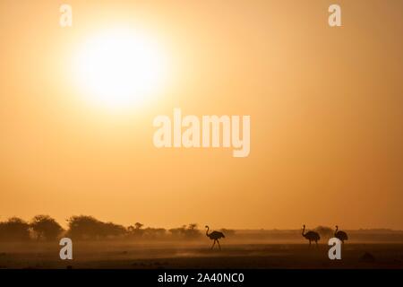 Les autruches (Struthio camelus), trois animaux au coucher du soleil dans la savane poussiéreuse, Parc National de Nxai Pan, Ngamiland, Botswana Banque D'Images