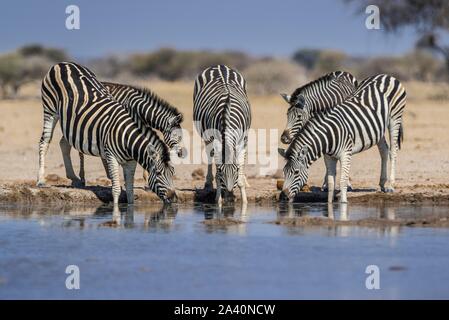 Zèbres de Burchell (Equus quagga burchelli), groupe d'animaux avec les jeunes animaux de boire à un point d'eau, le Parc National de Nxai Pan, Ngamiland, Botswana Banque D'Images