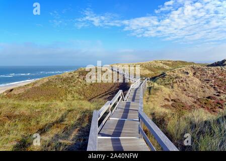 La promenade mène à travers les dunes de la plage de Wenningstedt, Sylt, au nord de l'île frisonne, Nort, Mer du Nord Frise, Schleswig-Holstein, Allemagne Banque D'Images