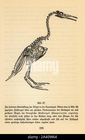 Squelette fossile d'une espèce d'Hesperornis regalis, penguin-comme oiseau de l'ère campanienne, fin du Crétacé. Illustration de Wilhelm Bolsche's Das Leben der Urwelt, vie préhistorique, Georg Dollheimer, Leipzig, 1932. Banque D'Images