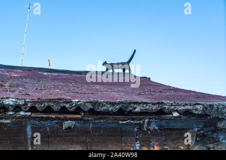 Bustes en argile sur le mur à cat à Rome, Italie Banque D'Images