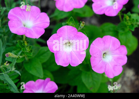 Pétunia rose fleurs de près. Les pétunias croissant dans le jardin. Une fleur est utilisée pour planter des fleurs dans la ville. Banque D'Images