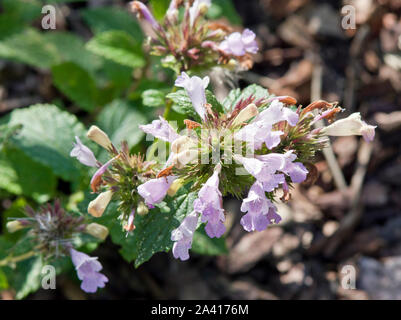 Nepeta subsessilis 'Sweet Dreams' Banque D'Images