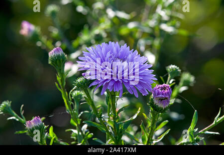 Symphyotrichum novi-belgii 'Ada Ballard' Banque D'Images