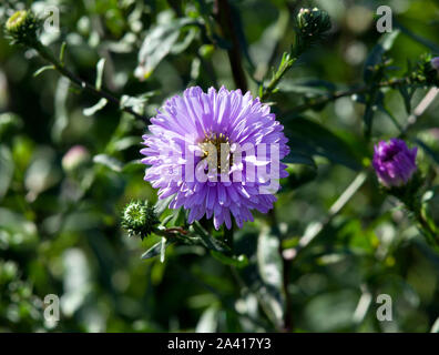 Symphyotrichum novi-belgii 'Ada Ballard' Banque D'Images