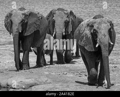 Petit groupe d'éléphants sur la rive de la rivière cobe au Botswana en noir et blanc Banque D'Images