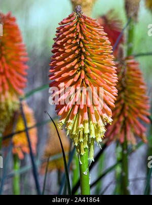 Kniphofia 'Nobilis' Banque D'Images