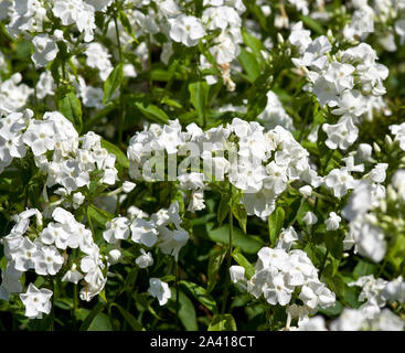 Phlox paniculata 'David' Banque D'Images