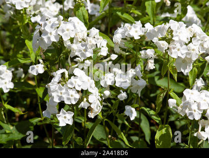 Phlox paniculata 'David' Banque D'Images