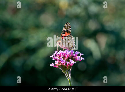 Butterfy Dame peinte sur la Verveine bonariensis Banque D'Images