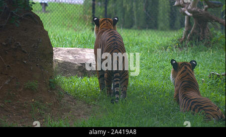 Illustration de deux tigres une comité d'autres couchés dans zoo Banque D'Images