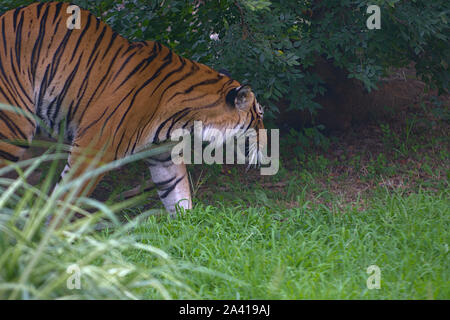 Illustration de Tiger sur le vagabondage au zoo Banque D'Images
