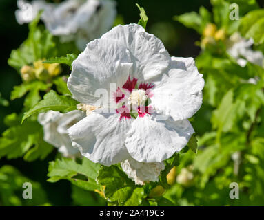 Hibiscus syriacus 'Red Heart' Banque D'Images