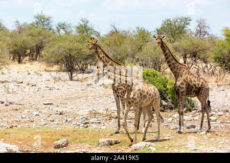 Trois girafes dans la steppe d'Etosha National Park, Namibie, Afrique Banque D'Images