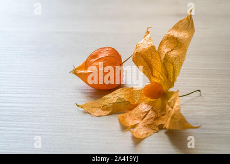 Physalis alkekengi fruits avec l'enveloppe Banque D'Images