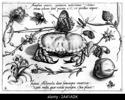 Les animaux et les plantes, illustrations par Georg Hoefnagel, cancer, crabe, Krebs, papillon, schmetterling, bourdon, Hummel. Archetypa Studiaque Patris. Banque D'Images