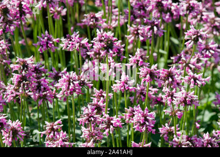 Stachys officinalis Banque D'Images