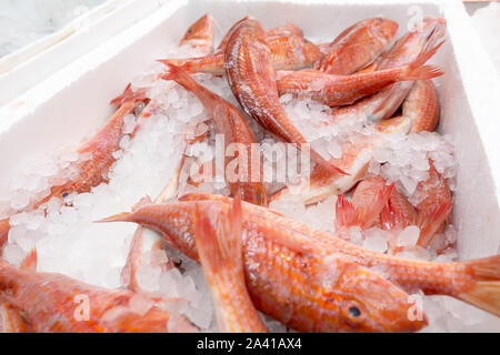 Rouget frais, Mullus barbatus, à vendre dans une échoppe de marché poissonnier UK Banque D'Images