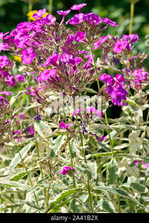 Phlox paniculata 'Harlequin' Banque D'Images