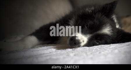 Une adjudication border collie chiot dormir sur le canapé Banque D'Images