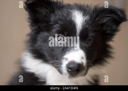 Le museau d'un chiot border collie noir et blanc qui ressemble à l'objectif Banque D'Images