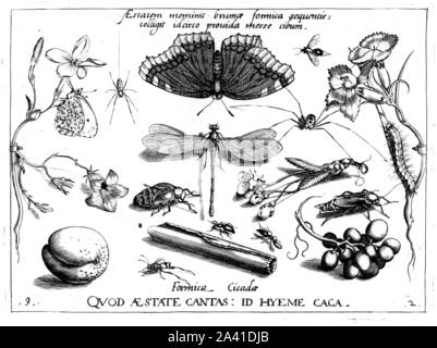 Les animaux et les plantes, illustrations par Georg Hoefnagel, papillon, schmetterling, libelle, dragon-fly. Archetypa Studiaque Patri. Banque D'Images