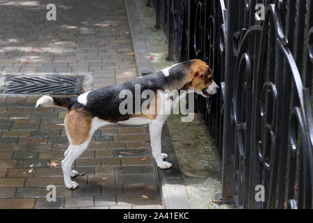 Le chien est blanc et noir avec des taches brunes à la recherche au niveau de la clôture. Le chien a l'air intéressé par la clôture de fer, à regarder ce qui se passe derrière lui. Banque D'Images