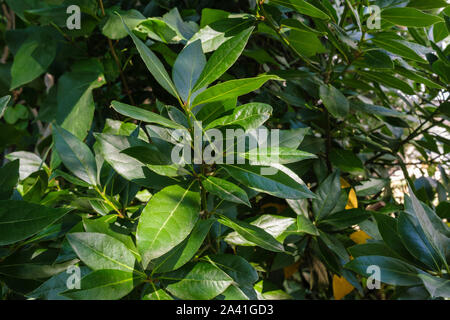 Feuilles de laurier. Bay Tree, Laurus Nobilis Banque D'Images