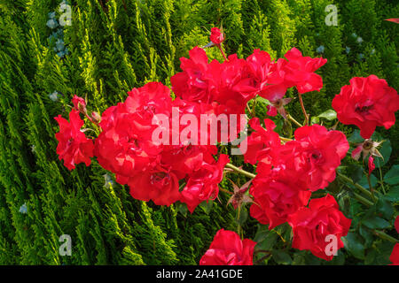 Belle rose rouge avec des feuilles vertes dans un jardin. L'Espagne, l'Europe Banque D'Images