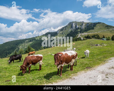 Les vaches paissent dans un pâturage de montagne Banque D'Images
