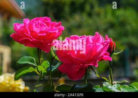 Belle rose rose avec des feuilles vertes dans un jardin. L'Espagne, l'Europe Banque D'Images