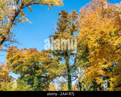 Les feuilles colorées en automne fond Banque D'Images