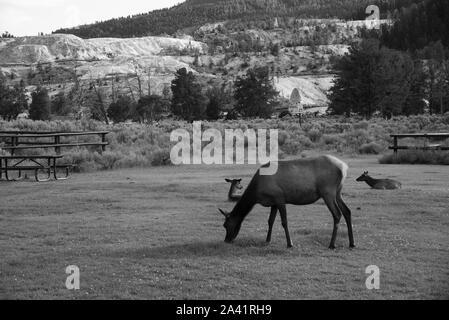 Semi-sauvages troupeau de wapitis au salon dans le Yellowstone Mammoth Banque D'Images