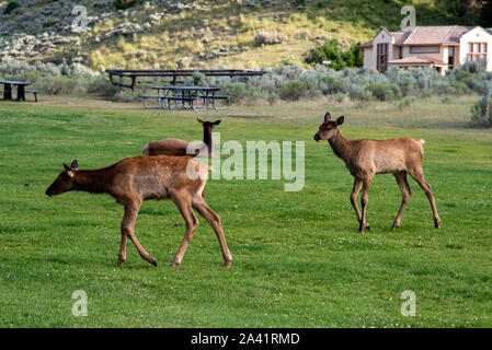 Semi-sauvages troupeau de wapitis au salon dans le Yellowstone Mammoth Banque D'Images